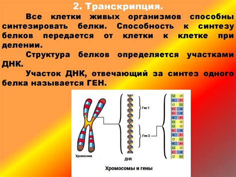 Генетический код и его влияние на группу крови