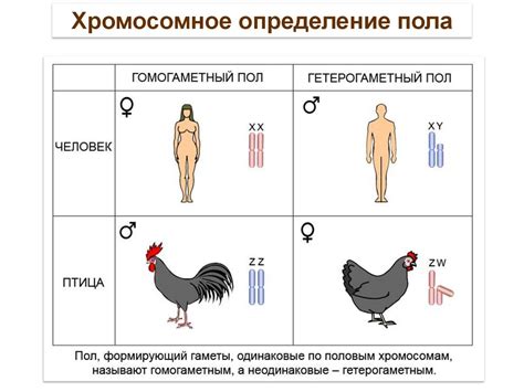 Генетический метод определения пола голубей