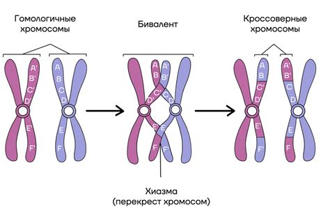 Геном и хромосомы