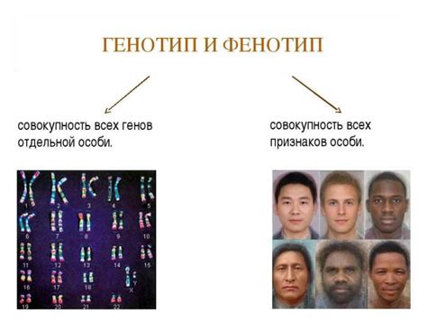 Генотип и его связь с фенотипом