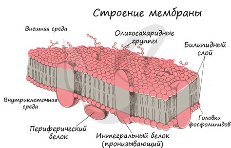 Гидрофильные вещества и клеточная мембрана