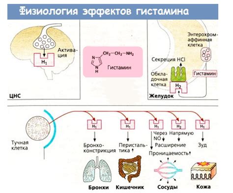 Гистамин и его роль в организме