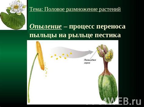 Глава 2: Процесс переноса пыльцы