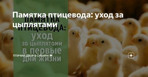 Глава 6: Секреты успешного ухода за цыплятами в брудере