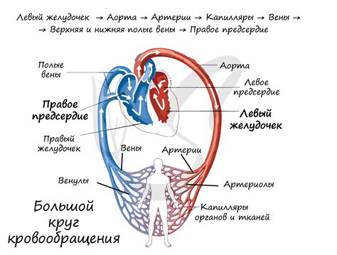 Главная часть круга кровообращения