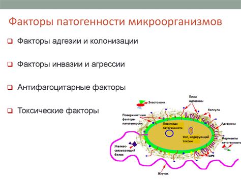 Главные причины и факторы увеличения микроорганизмов в организме