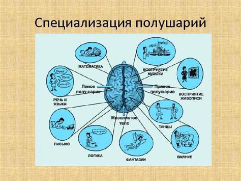 Главные функции мозга: мышление, память, речь