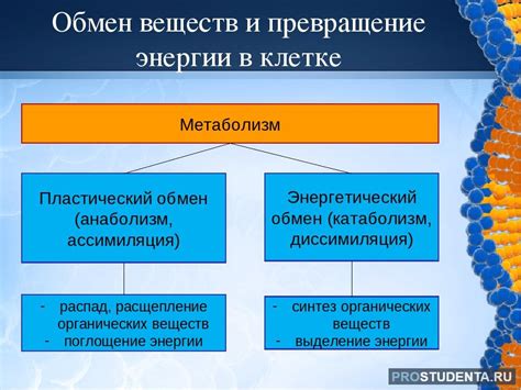 Главный источник энергии в клетке