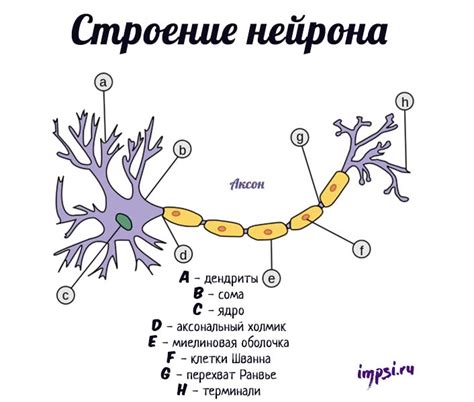 Глиальные клетки