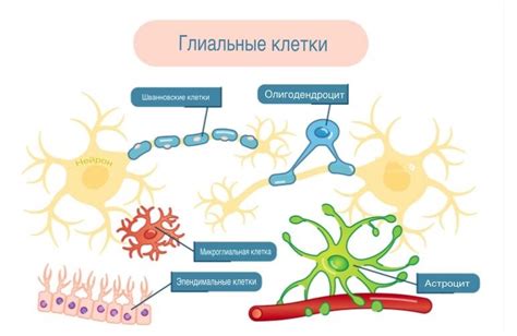 Глиальные клетки: поддерживают и защищают нейроны