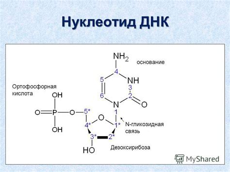 Гликозидная связь в молекуле ДНК