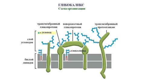 Гликокаликс