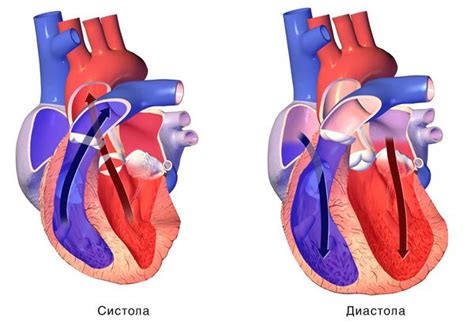 Глобальная сократительная способность миокарда