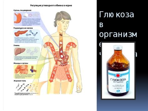 Глюкоза в организме человека