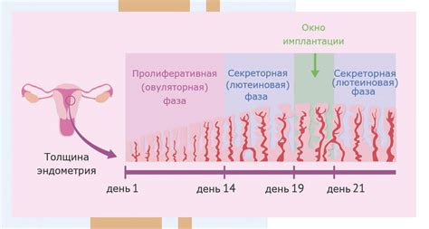 Гормональная поддержка эндометрия