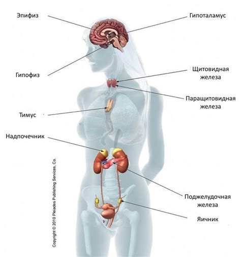 Гормональная система