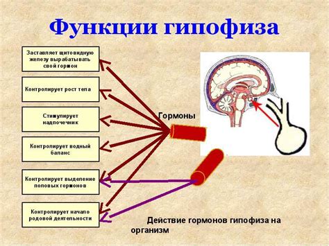 Гормональные нарушения и пониженный уровень Т4 у женщин