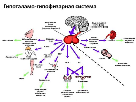 Гормональный фактор в процессе разведения слизей