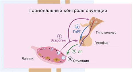 Гормональный цикл у женщин