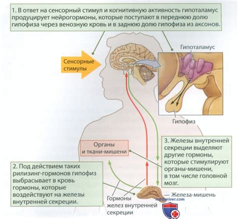 Гормоны и их влияние на работу мозга