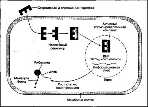 Гормоны как регуляторы жизнедеятельности организма