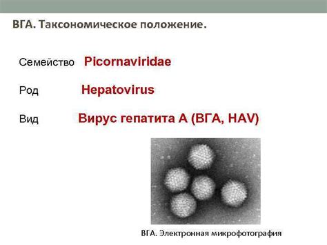 Готовый Вга Вга