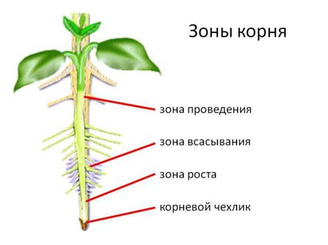 Грамматические особенности нулевого корня