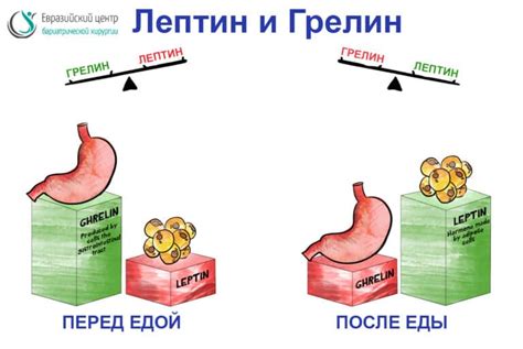 Грелин и накопление жира