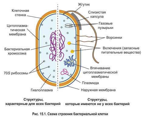 Грибковая клетка: особенности внешней стенки и клеточной мембраны