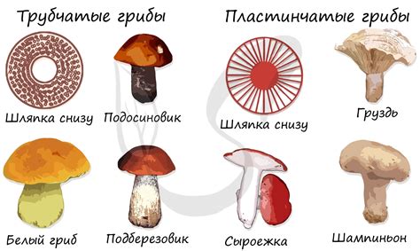 Грибы: определение и особенности