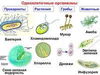 Грибы: организмы или вирусы?