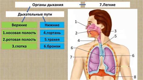 Грудное дыхание и глотка