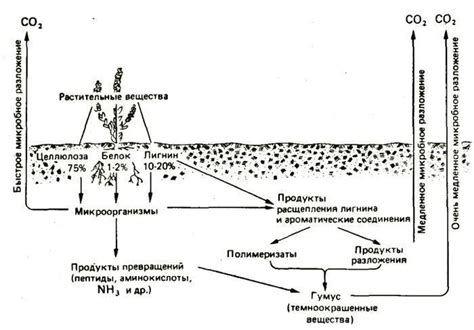 Гумус: процесс образования