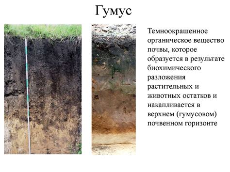 Гумус: формирование и состав