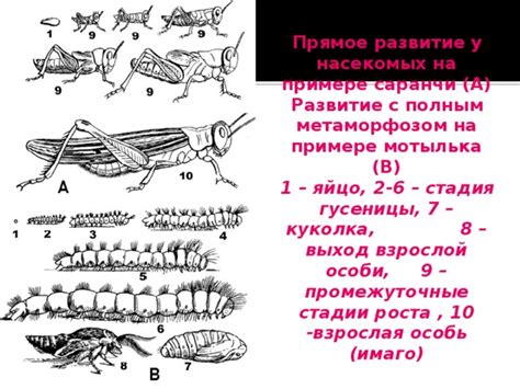 Гусеницы: стадия жизни насекомых