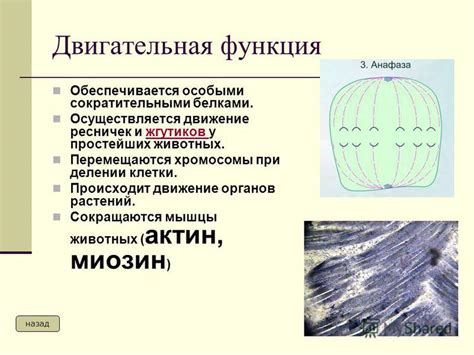 Движение простейших 7 класса при помощи ресничек