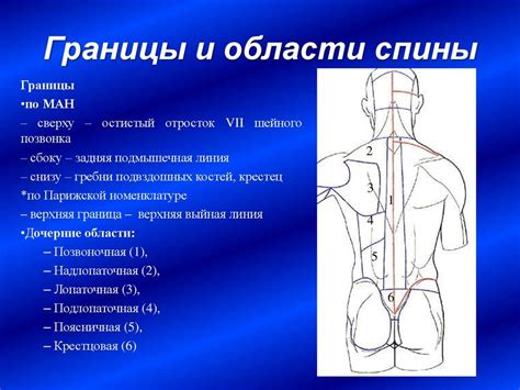 Движения при массаже спины с маслом