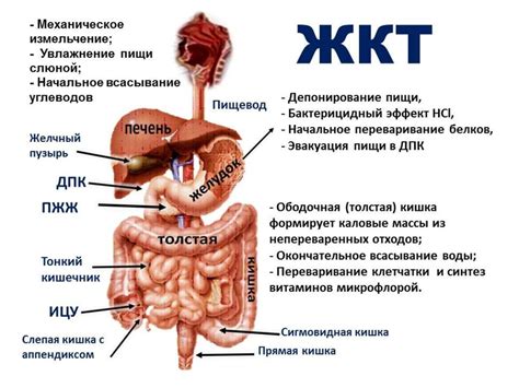 Действие Энтерофурила на инфекционные заболевания желудочно-кишечного тракта