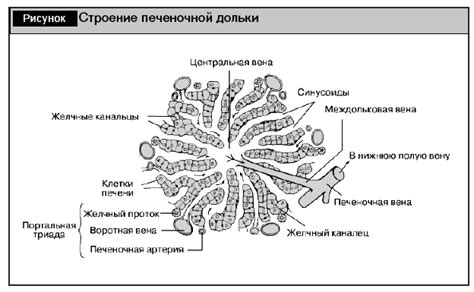 Действие эссенциале при гепатозе