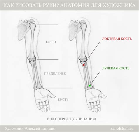 Деление руки на основные элементы