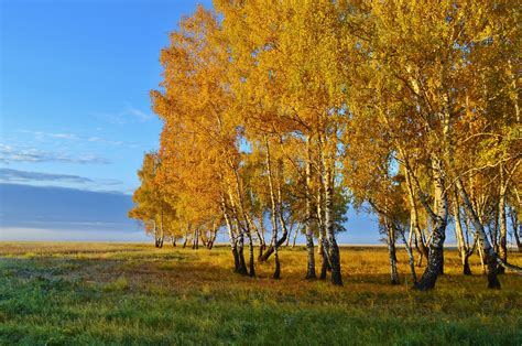 Дерево для ощущения природы