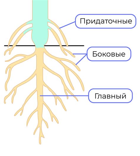 Детализация и текстурирование корней