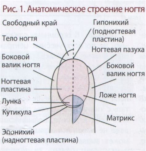 Деформация и замедление роста ногтя