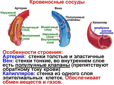 Деятельность сосудов и засыхание крови