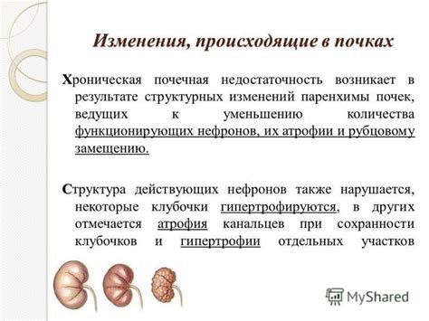 Диагностика неспецифических структурных изменений в почках