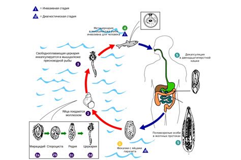 Диагностика описторхоза: методы и исследования