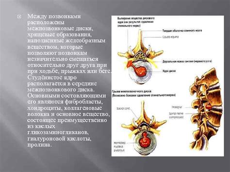 Диски между позвонками