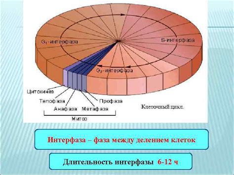 Длительность интерфазы у клеток