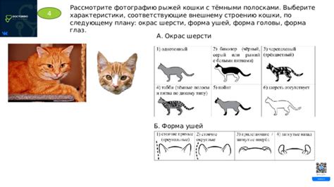 Добавление глаз, ушей и деталей лица кошки