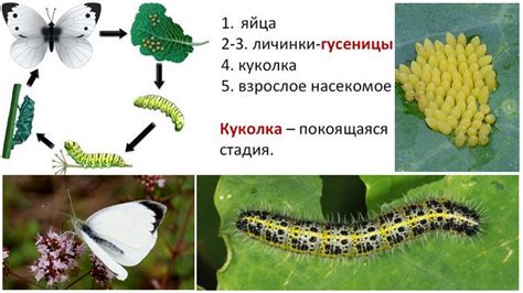 Добавление деталей и отделки рисунка бабочки капустницы